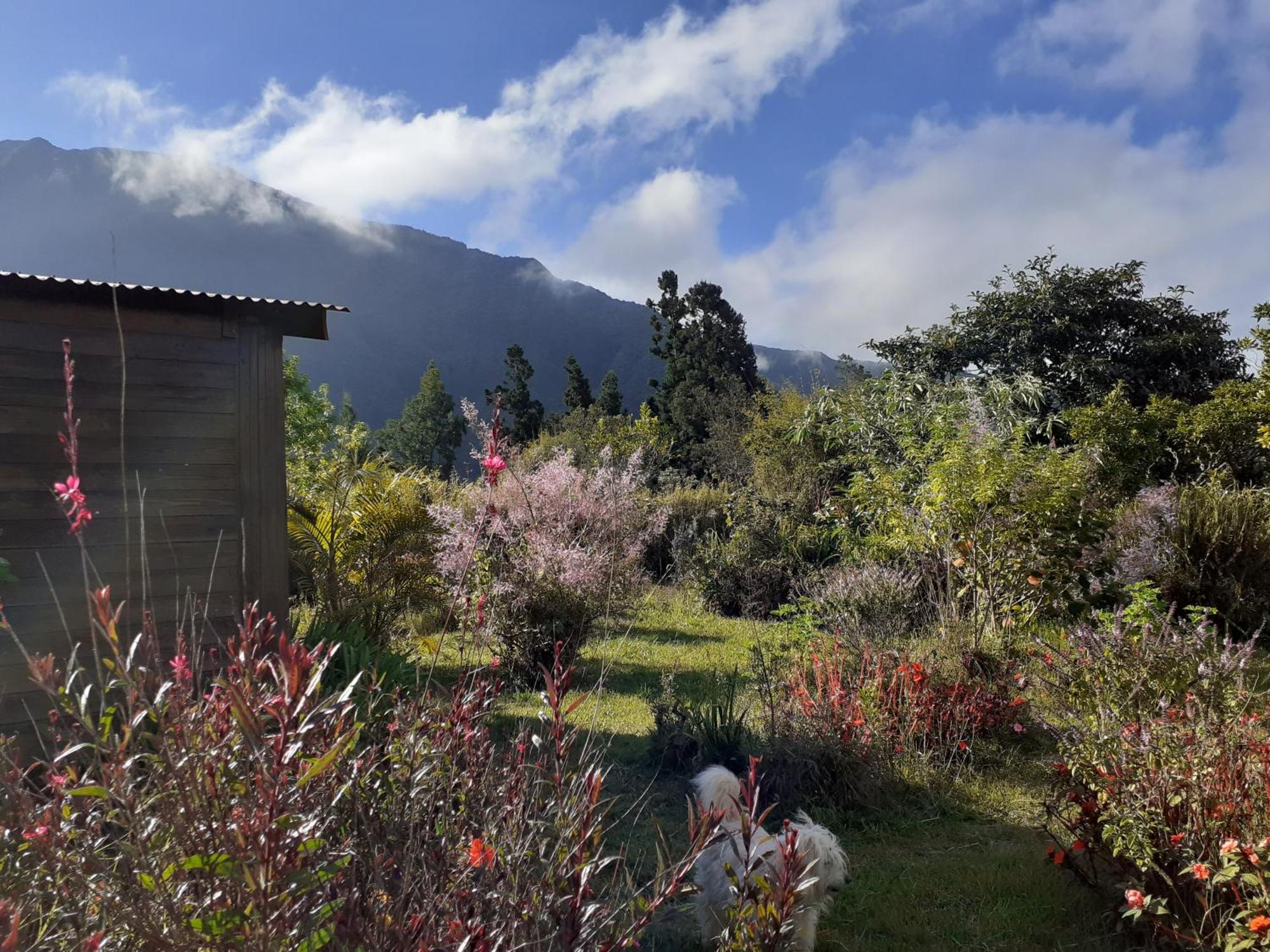 Le Clos des Mimosas La Plaine-des-Palmistes Exterior foto